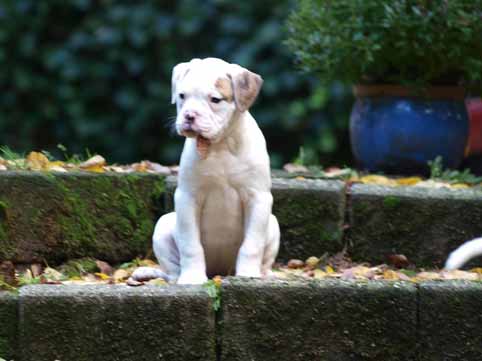 Darkenwald american bulldog pup